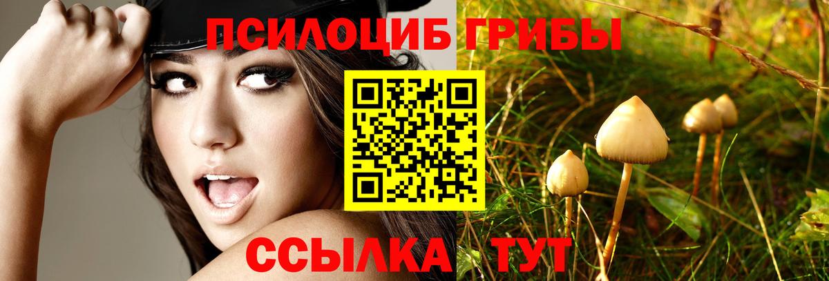 Каменск-Шахтинский  Псилоцибиновые грибы Psilocybine cubensis  Вход с VPN 